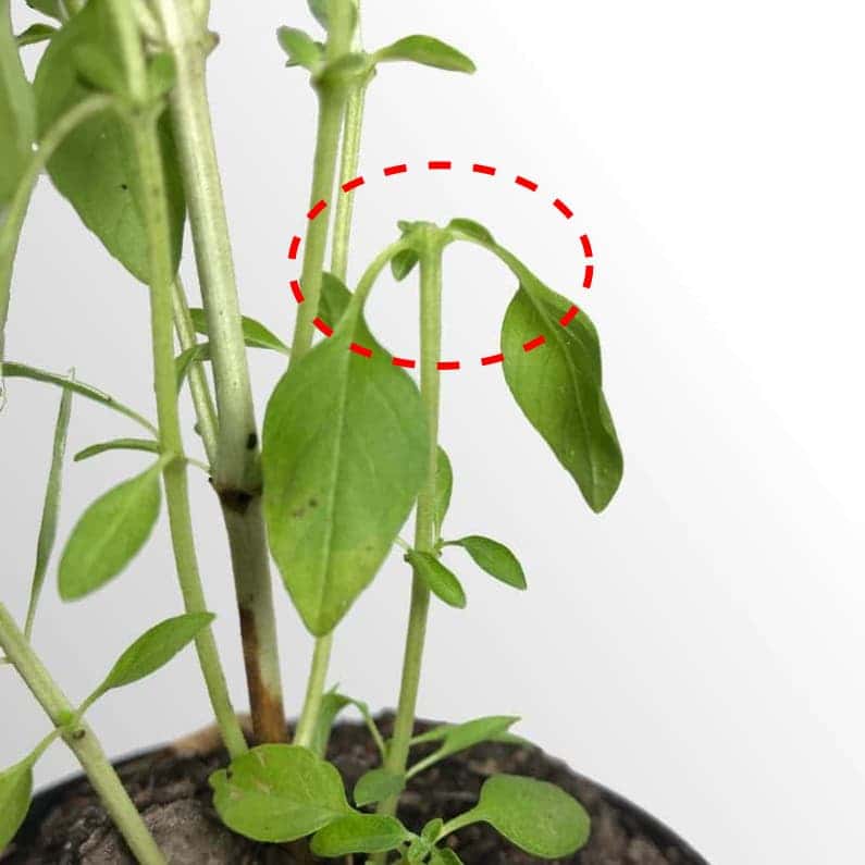 A foto mostra um manjericão já podado, com um círculo vermelho dando destaque à parte que foi cortada, logo acima de um par de folhas com um par de brotos.
